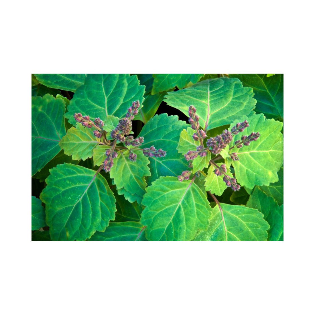 Pogostemon Cablin (Patchouli) Leaf Extract