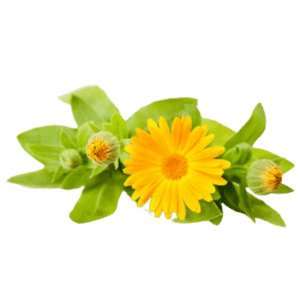 Calendula Officinalis (Calendula) Flower (Skin and Hair)