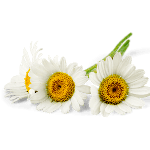 Chamomile glycerite extract (Skin and Hair)