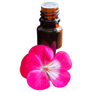 Geranium Oil (Skin and Hair)