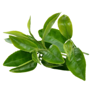 Green Tea Extract (Skin and Hair)