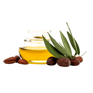 Simmondsia Chinensis (Jojoba) Seed Oil (Skin and Hair)