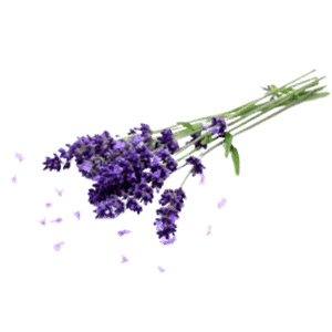 Lavandula angustifolia (Lavender) Oil (Skin and Hair)