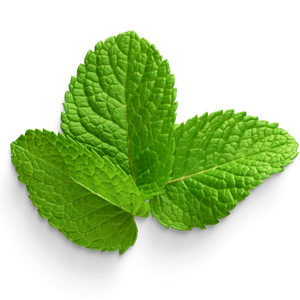 Mint Extract and Oil (Skin and Hair)