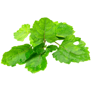 Pogostemon cablin (Patchouli) Extract (Skin and Hair)