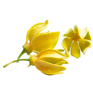 Cananga odorata (Ylang Ylang) Essential Oil (Skin and Hair)